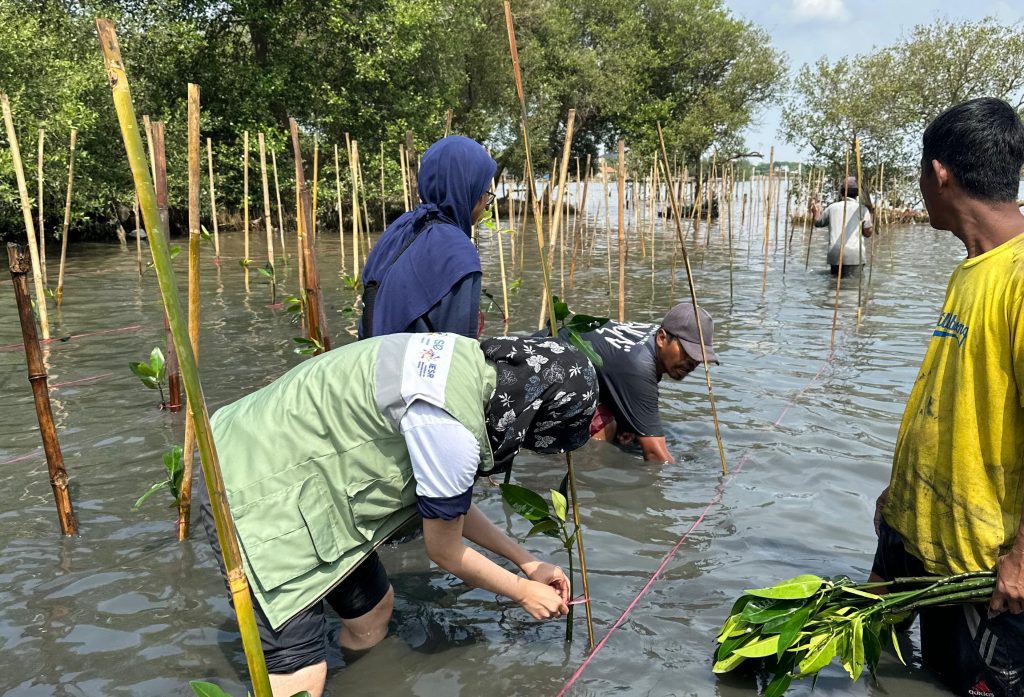 ekowisata mangrove cirebon
