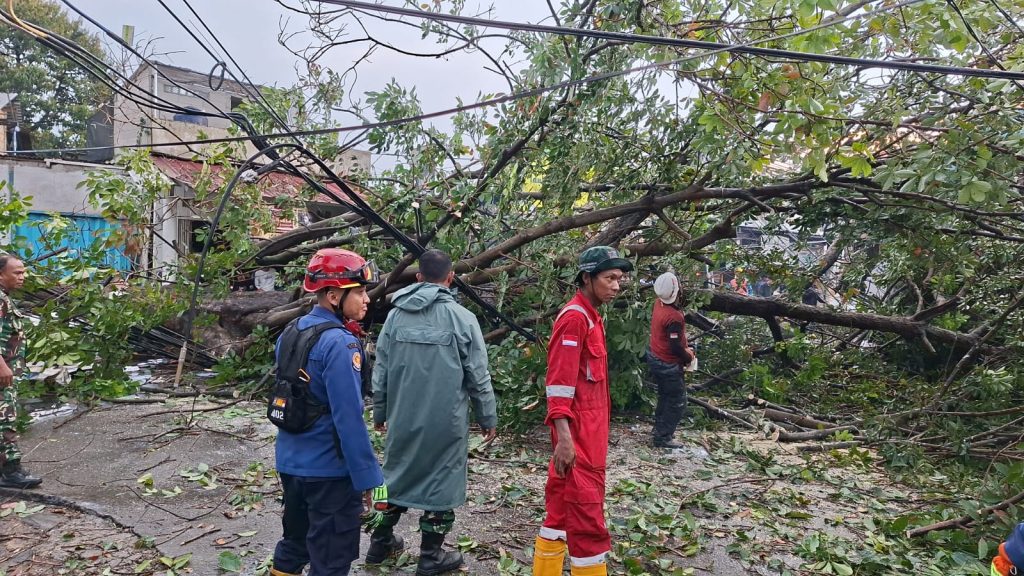 pohon tumbang di raden sanim
