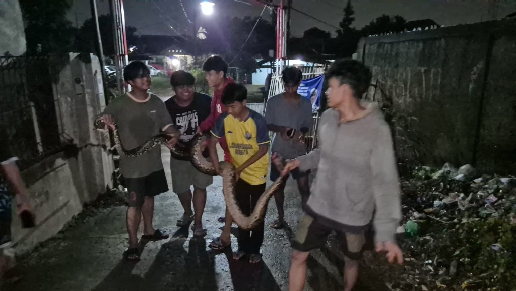 Warga tangkap ular Sanca di Cilangkap