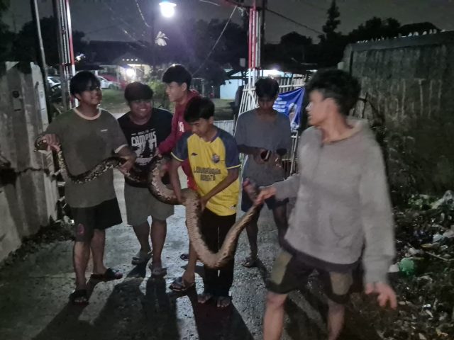 Ular Sanca Sepanjang Dua Meter Ditangkap Lima Remaja di Cilangkap