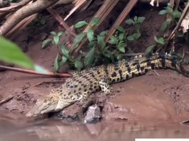 Seekor Buaya Muncul Dekat SMAN 5 Depok