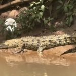 “Lisa” Buaya Viral Muncul Lagi Sedang Berjemur di Aliran Sungai Dekat SMAN 5 Depok