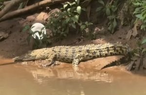 Buaya di SMAN 5 Depok