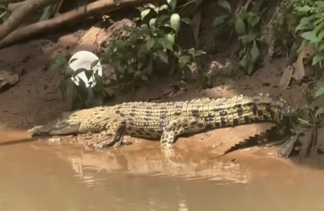 Buaya di SMAN 5 Depok