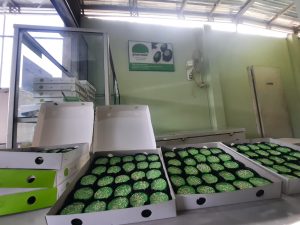 Kue Ijo khas Depok