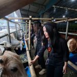 Sapi Bobot 1,25 Ton Dijual di Depok, Segini Harganya