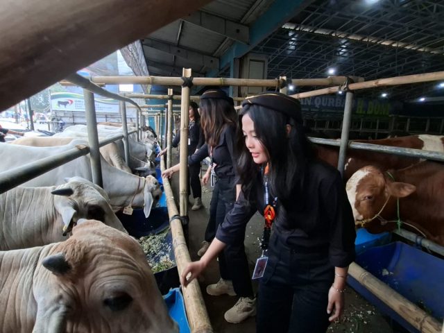 Sapi Bobot 1,25 Ton Dijual di Depok, Segini Harganya